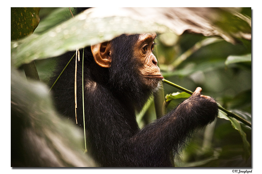 jeune chimpanzé en forêt congolaise