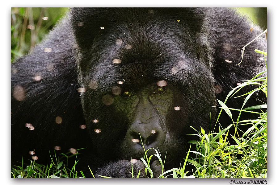 Gorille des montagnes